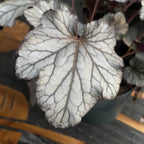 Heuchera ‘Hucklebery’