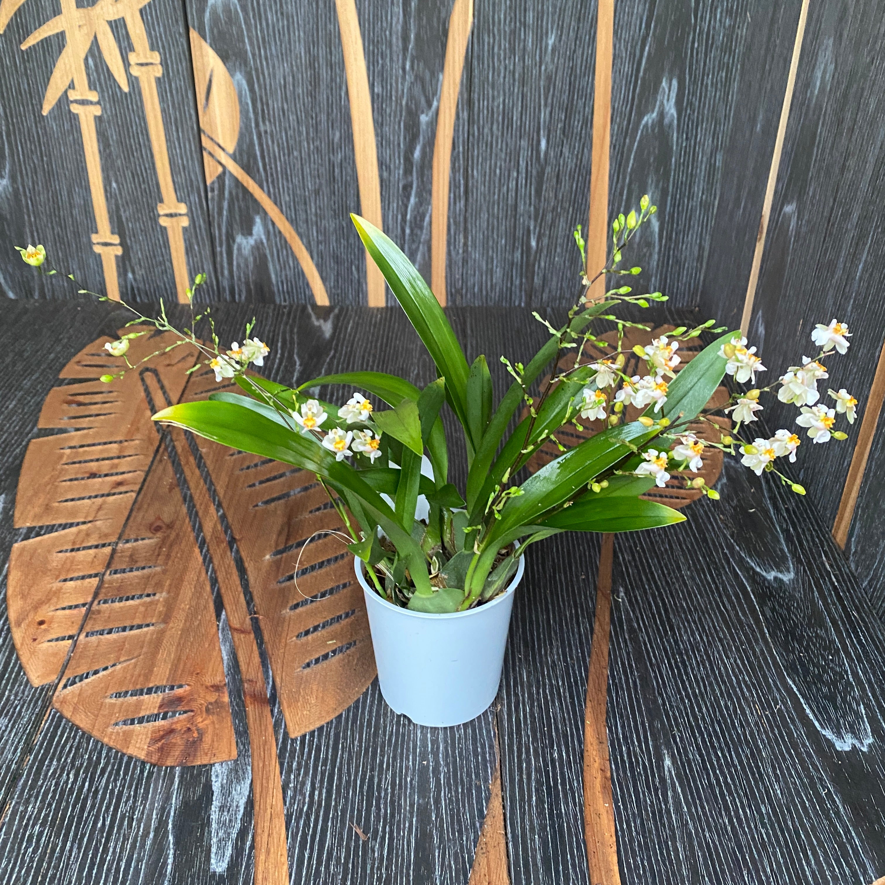 Oncidium Twinkle White Shower - fleurs parfumées