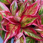 Aglaonema 'Crete Flame' (Red Fire)