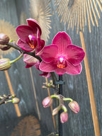 Phalaenopsis Rode Leeuw