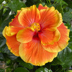 Hibiscus Long Life 'Apollo Double' - trandafir japonez cu flori duble (2-3 plante/ghiveci)