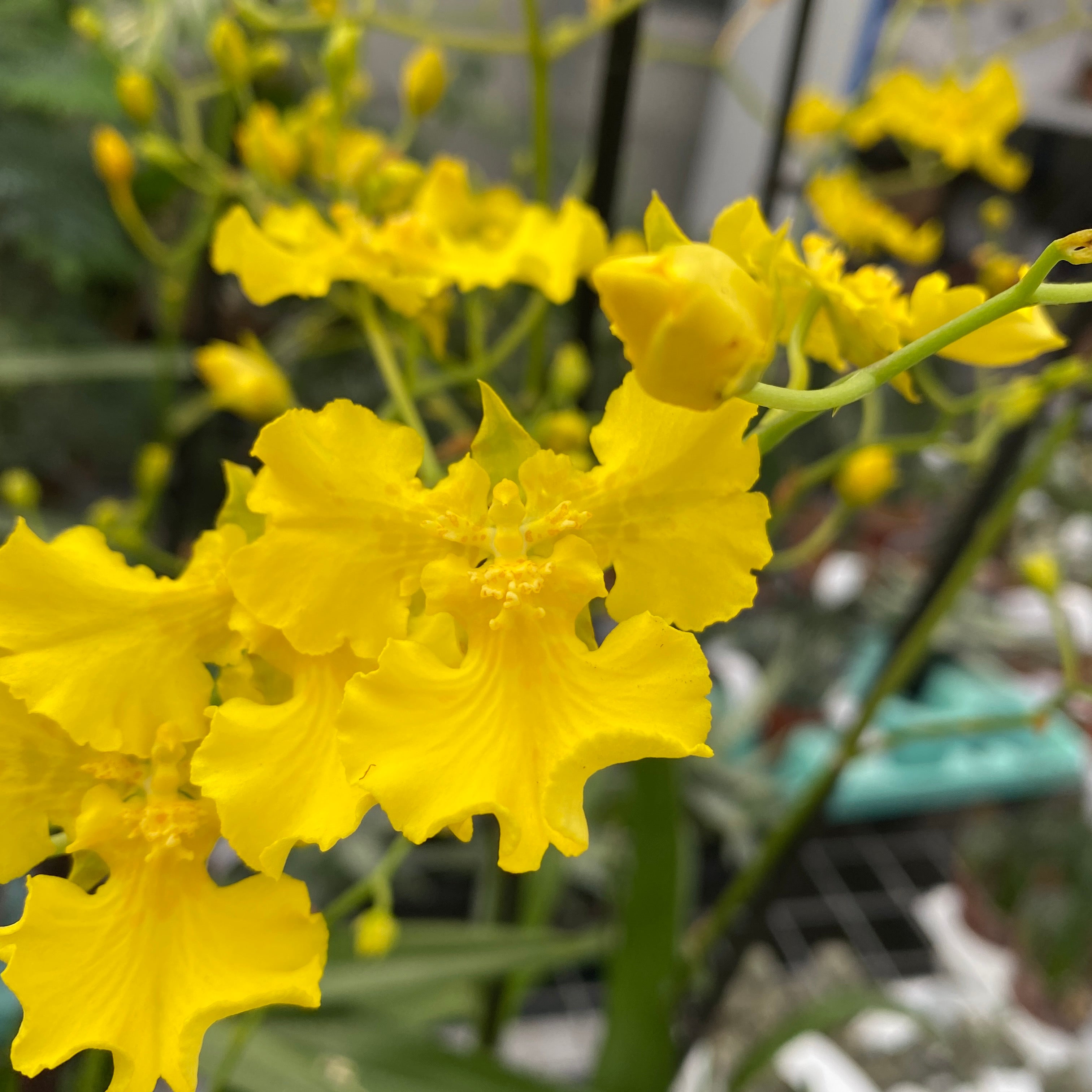 Oncidium Lemon Heart (Táncoló Hölgy Orchidea)