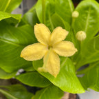Brighamia insignis (Hawaiian Palm Tree)