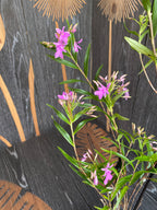 Epidendrum Centropetalum (Panama Orchid)