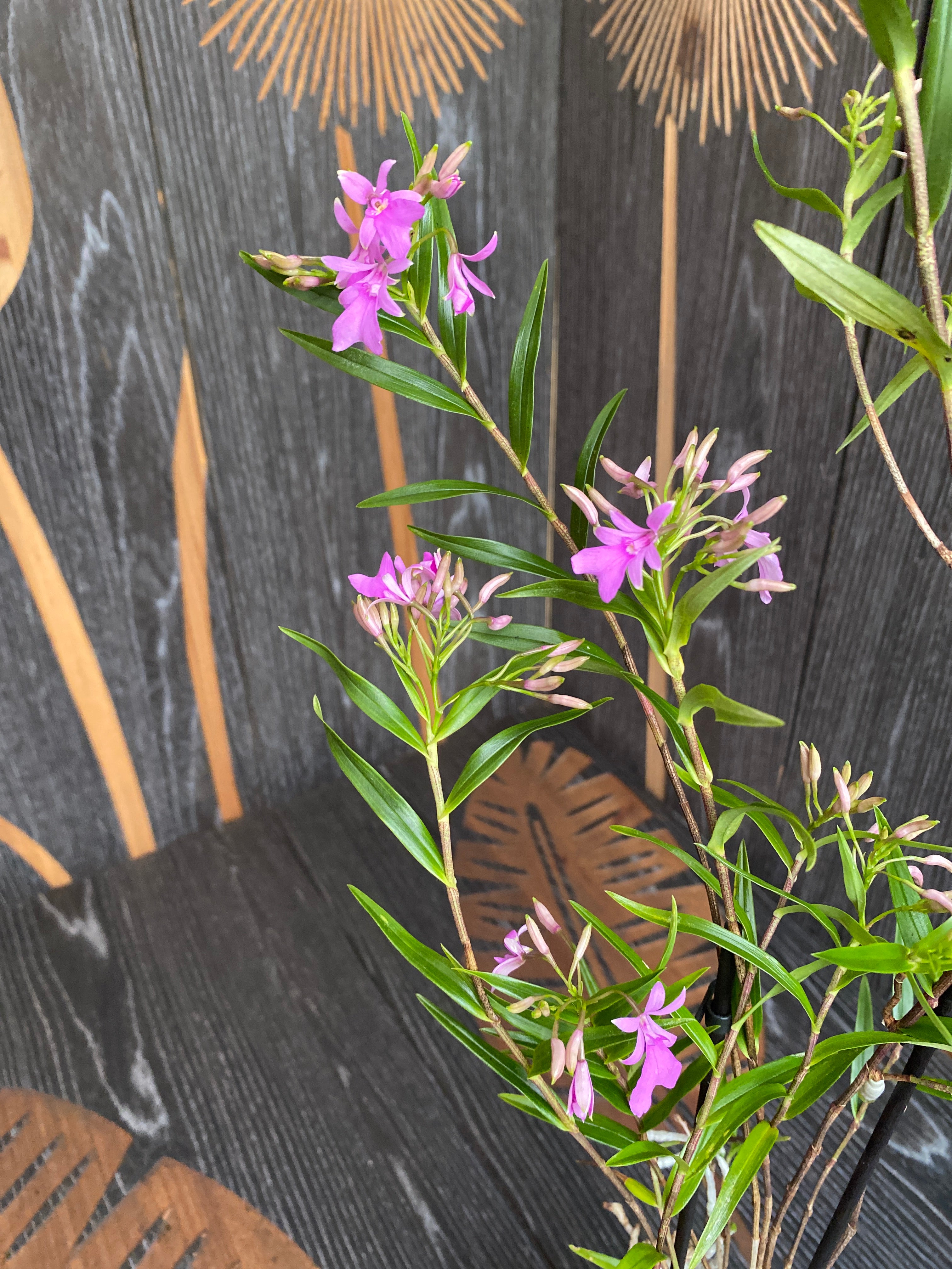 Epidendrum Centropetalum (Panama Orchid)