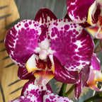 Phalaenopsis Blanka
