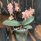 Phalaenopsis Aromio Carola *illatos
