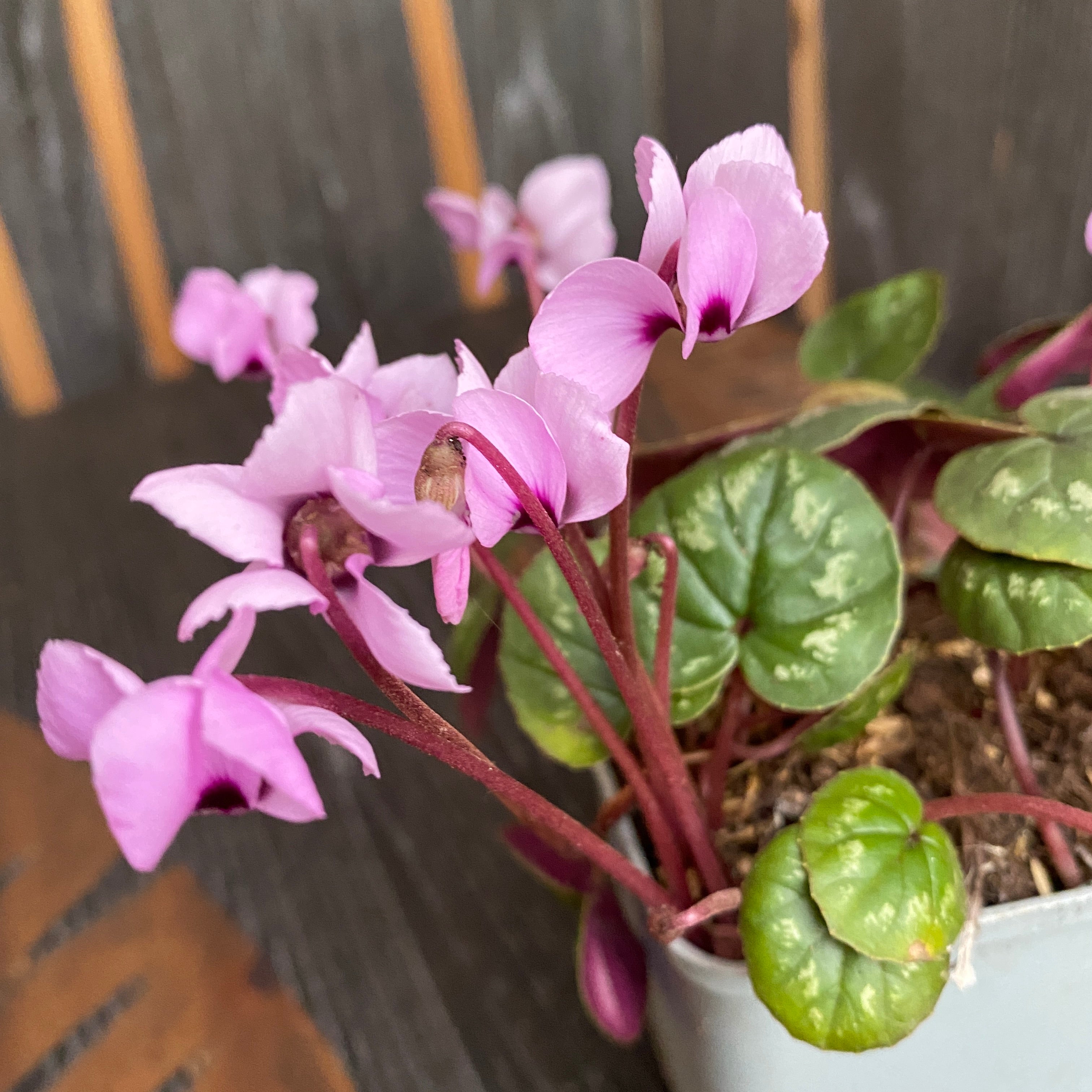 Cyclamen coum mix - de gradina
