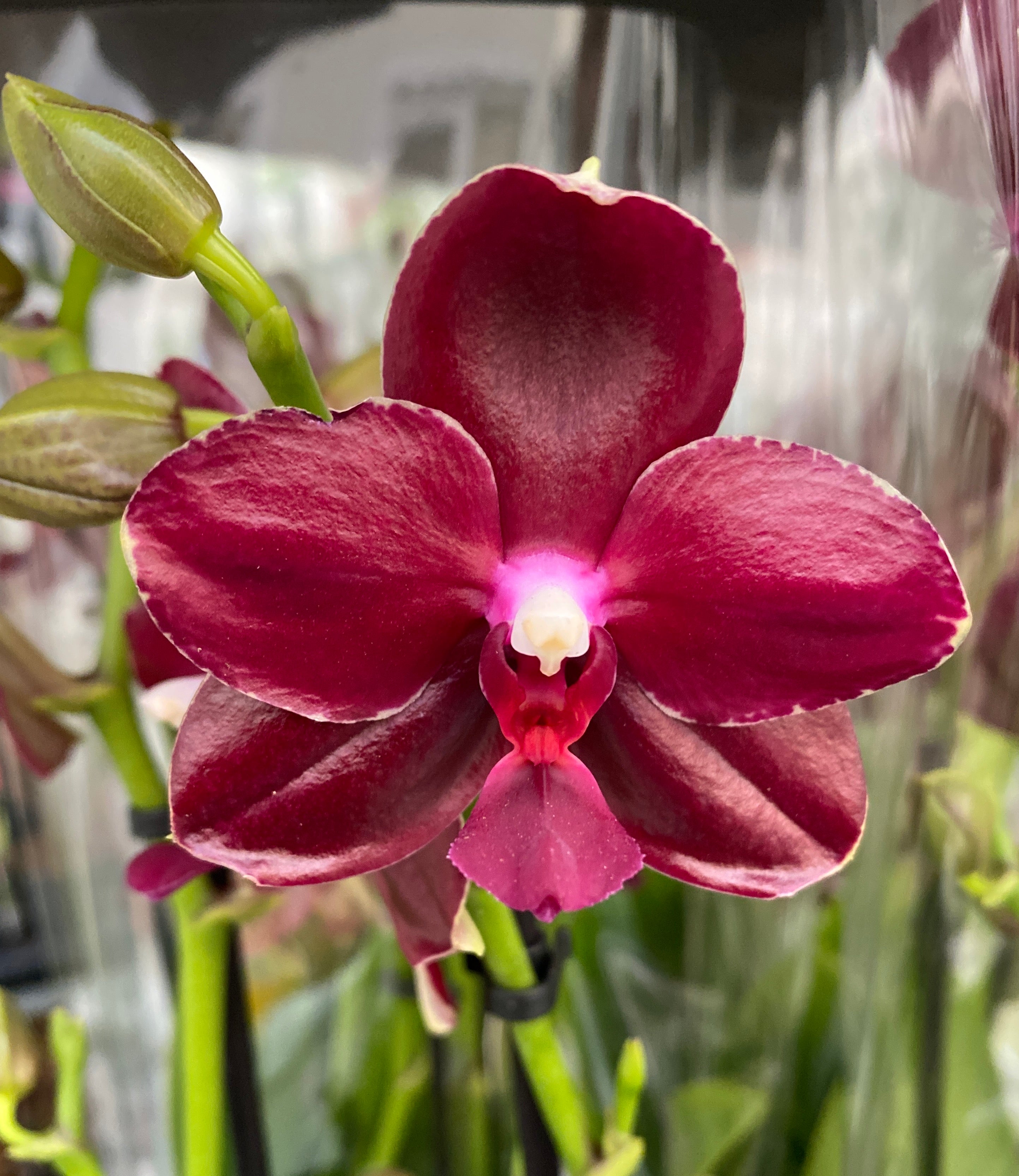 Phalaenopsis Sogo Relex - flori cerate parfumate (NL)
