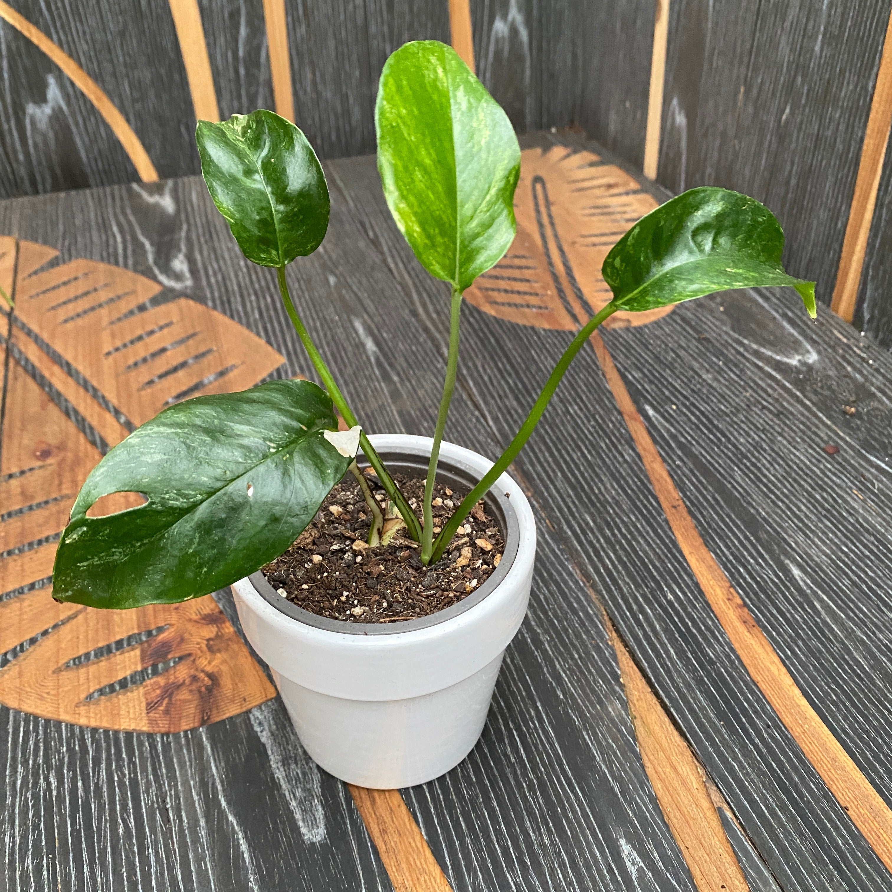 Epipremnum Pinnatum variegated D9