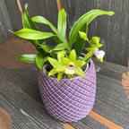 Promadisanthus HibeKi (Paradisanthus micranthus x Promenaea Margaret E. Boice)