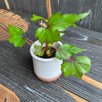 Begonia dregei *Babypflanze