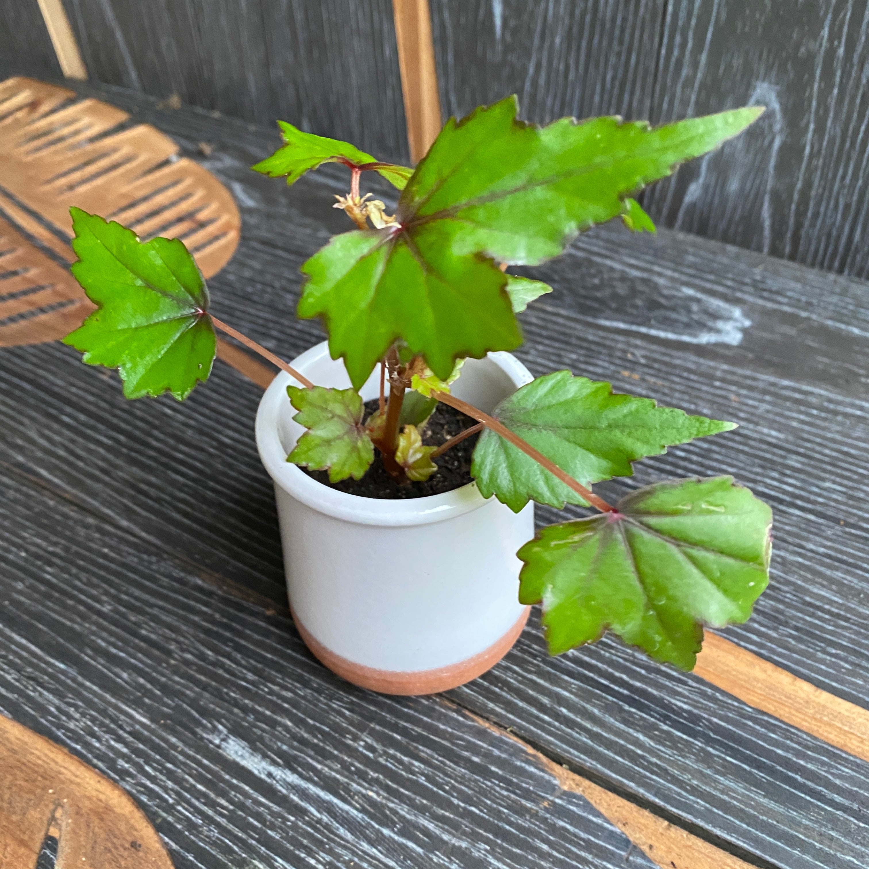 Begonia dregei *babyplant
