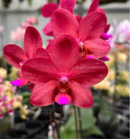 Phalaenopsis Buddha's Treasure