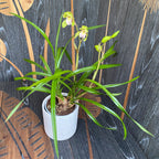 Cymbidium Nagalex 'Hatsune' (goeringii x Alexanderi) intensywnie pachnący