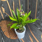 Paradisanthus Micranthus x Zygopetalum Titanic