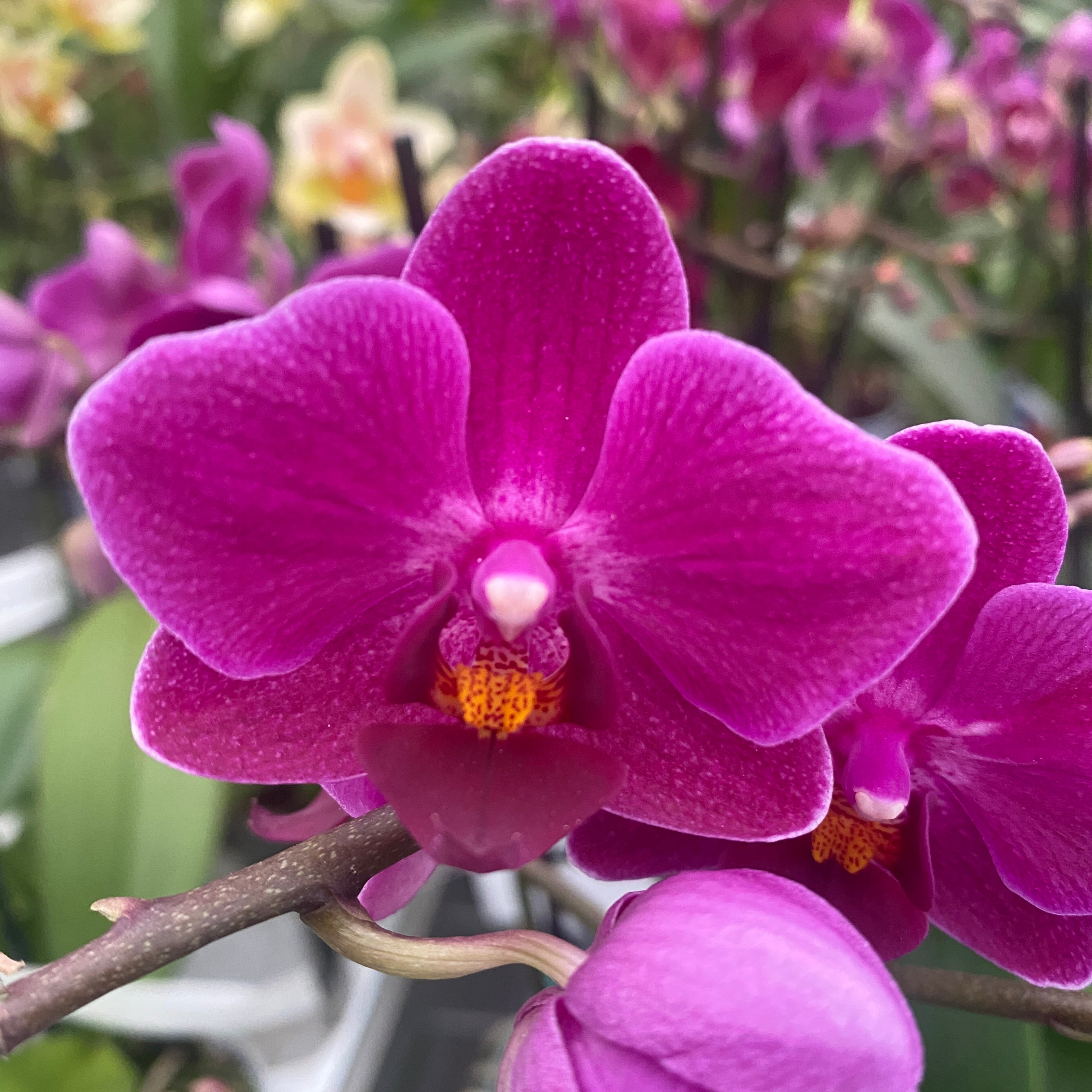 Orchid Phalaenopsis Kissy Lips Floraria Secret Garden SG orchid-phalaenopsis-kissy-lips-floraria-secret-garden-sg