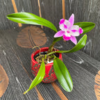 Dekorativní váza z keramiky Jemen Red D8