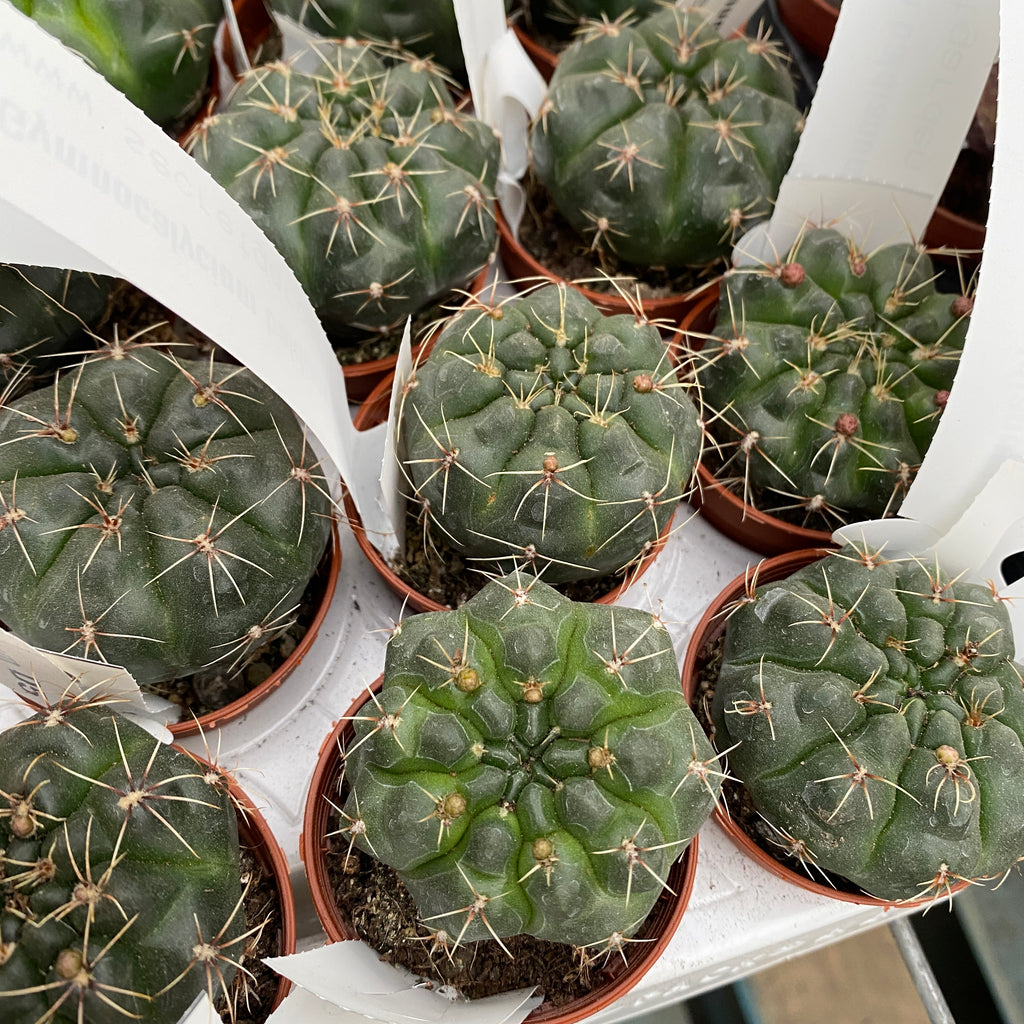 Mešanica Gymnocalycium baldianum