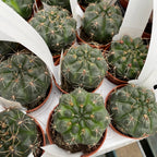 Gymnocalycium baldianum mix