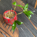 Dendrobium tetragonum var. alba