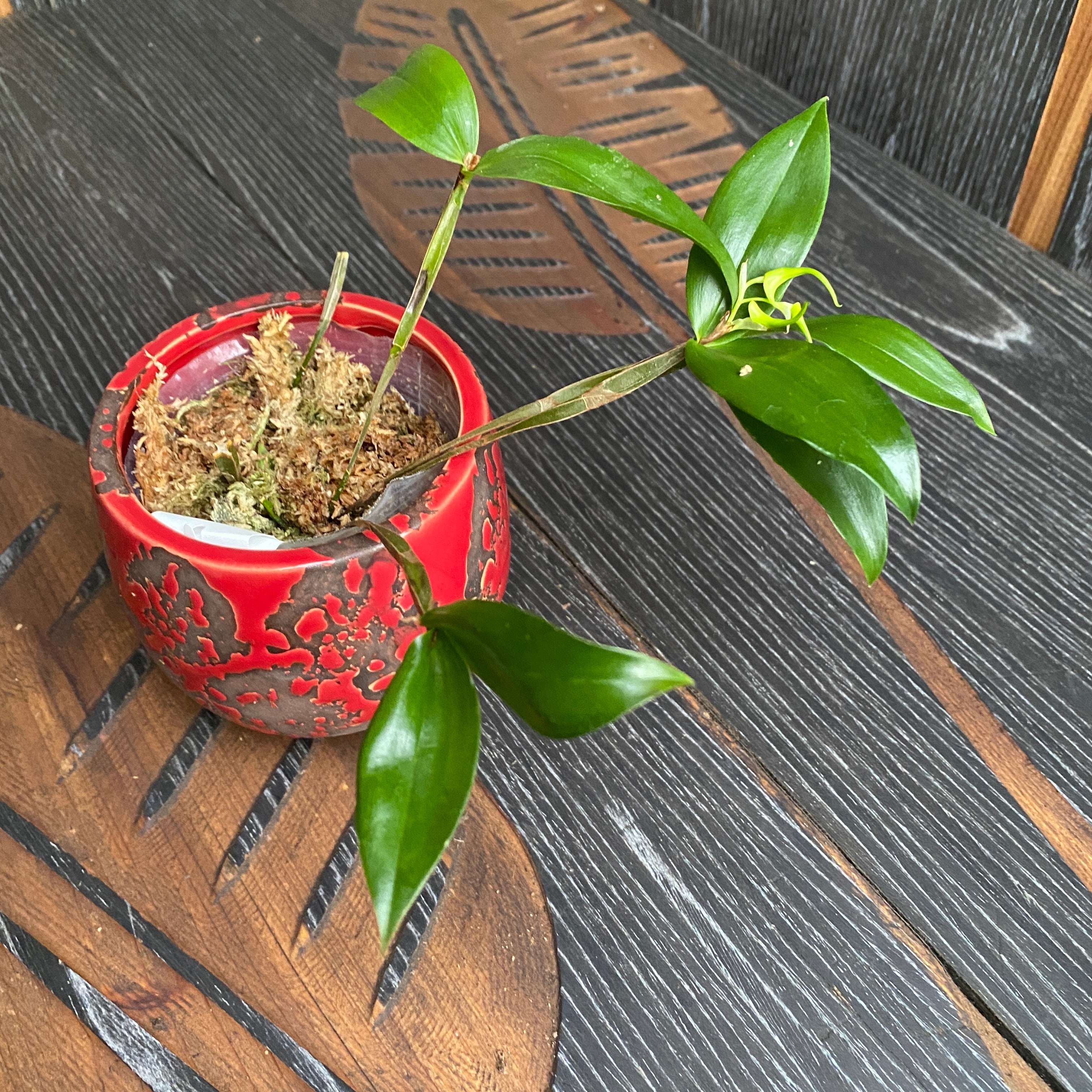 Dendrobium tetragonum var. alba