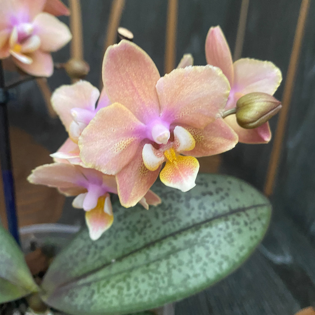 Phalaenopsis Aromio Carola *geparfumeerd