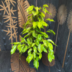 Ficus benjamina 'Golden Monique' - 2 plante/ghiveci