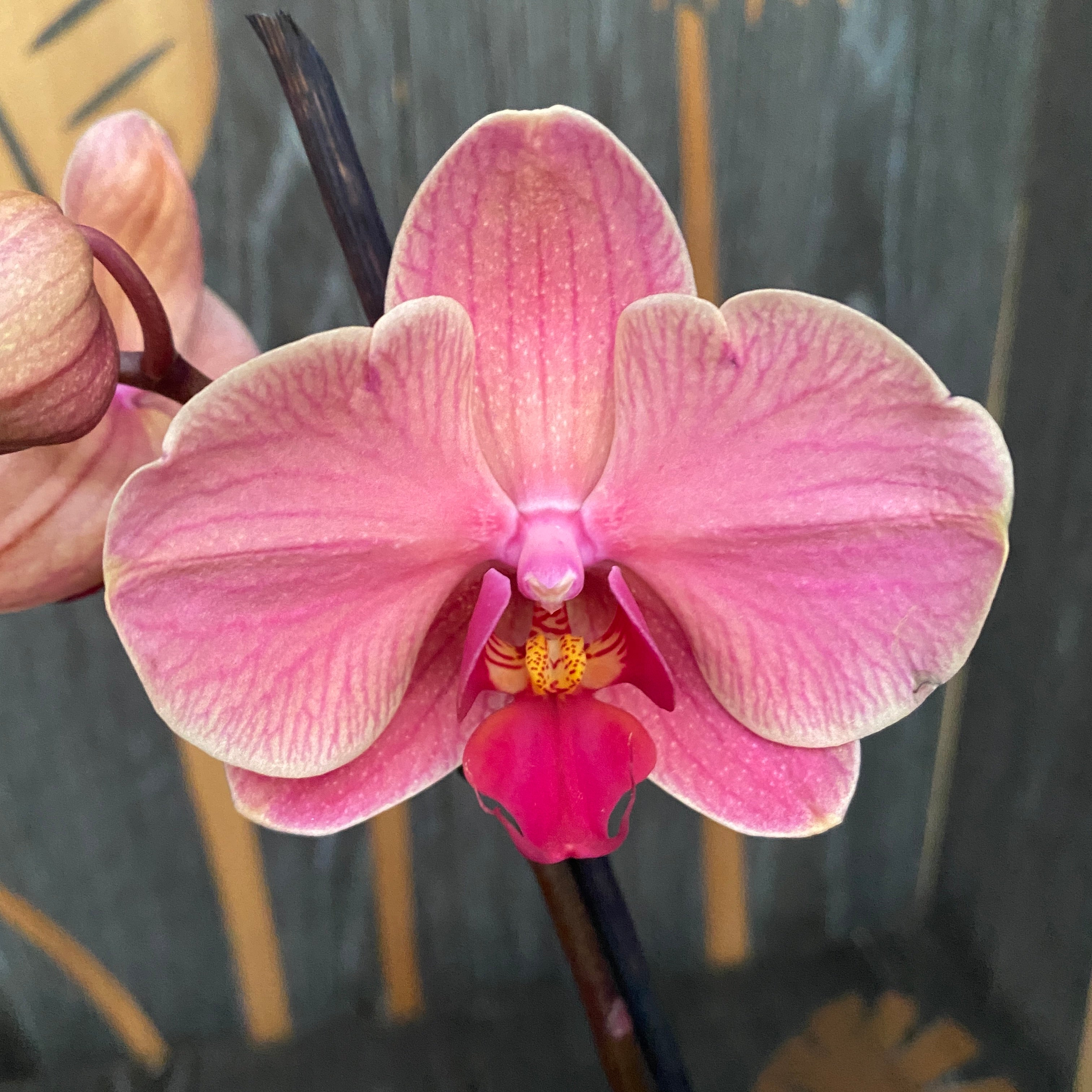 Phalaenopsis Narbonne