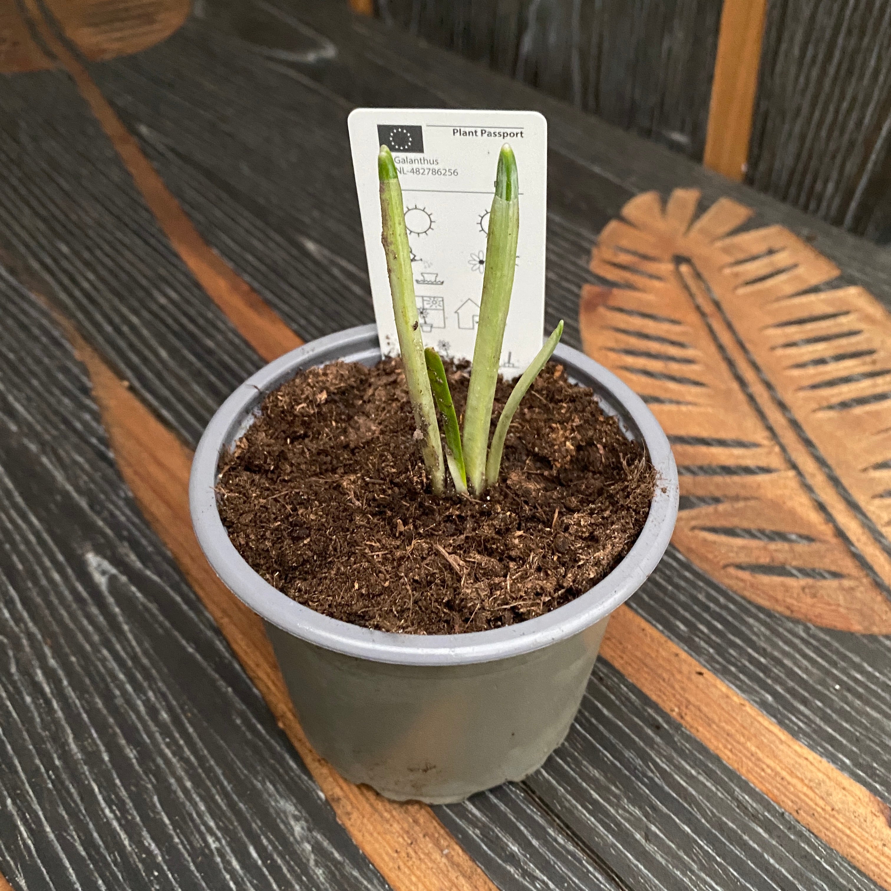 Ghiocei in ghiveci - Galanthus nivalis