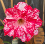 Adenium Obesum 'Smoke'