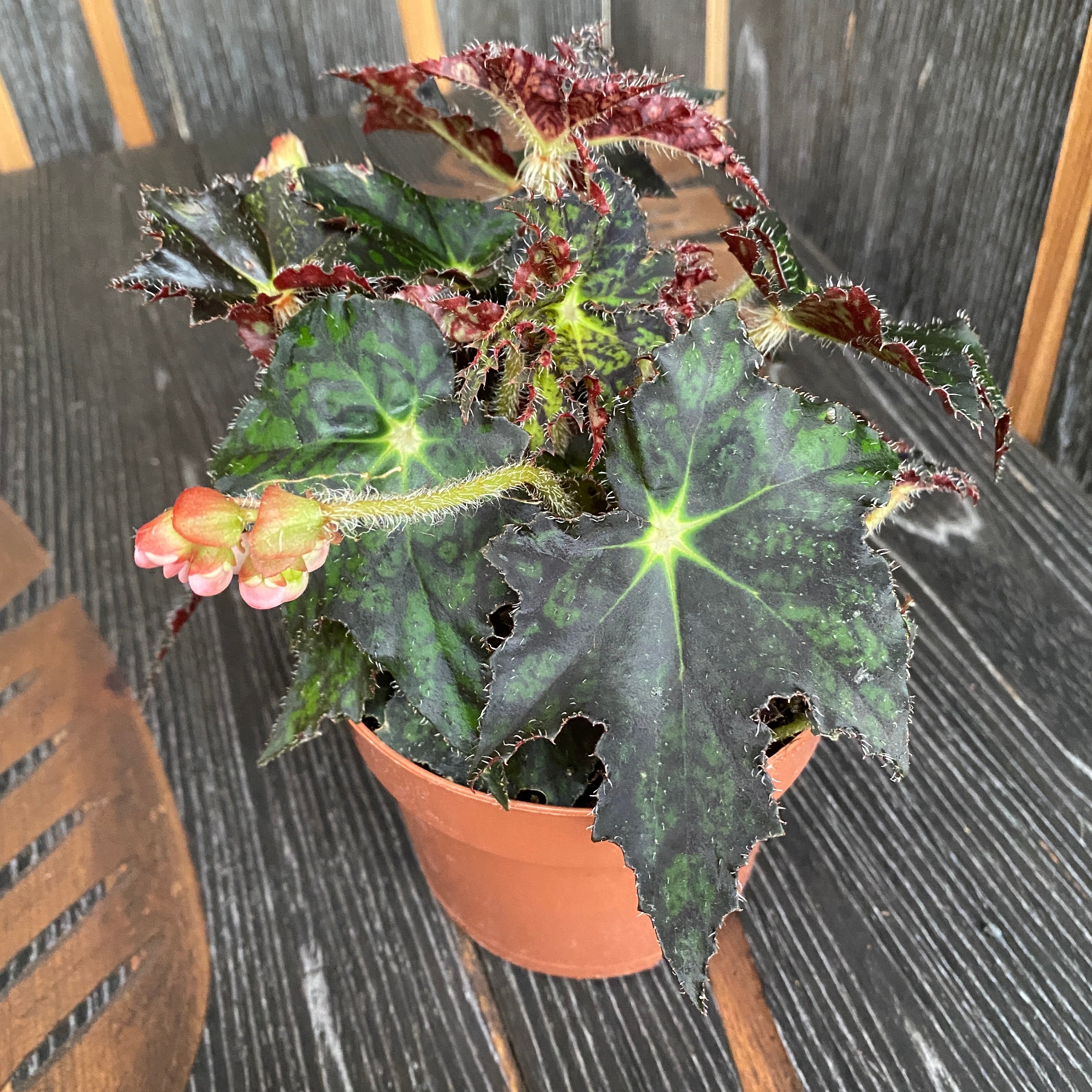 Begonia rex