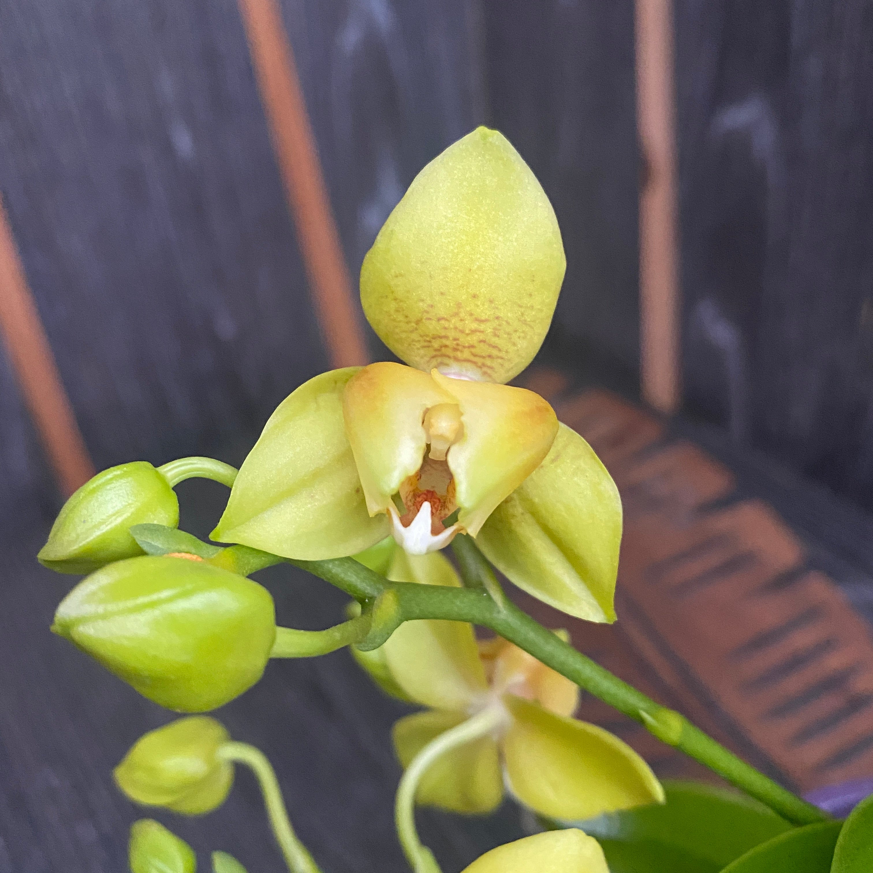 Phalaenopsis Artisto Pop pelorica 3lips (6 steli)