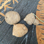 Bulbi Stephania erecta