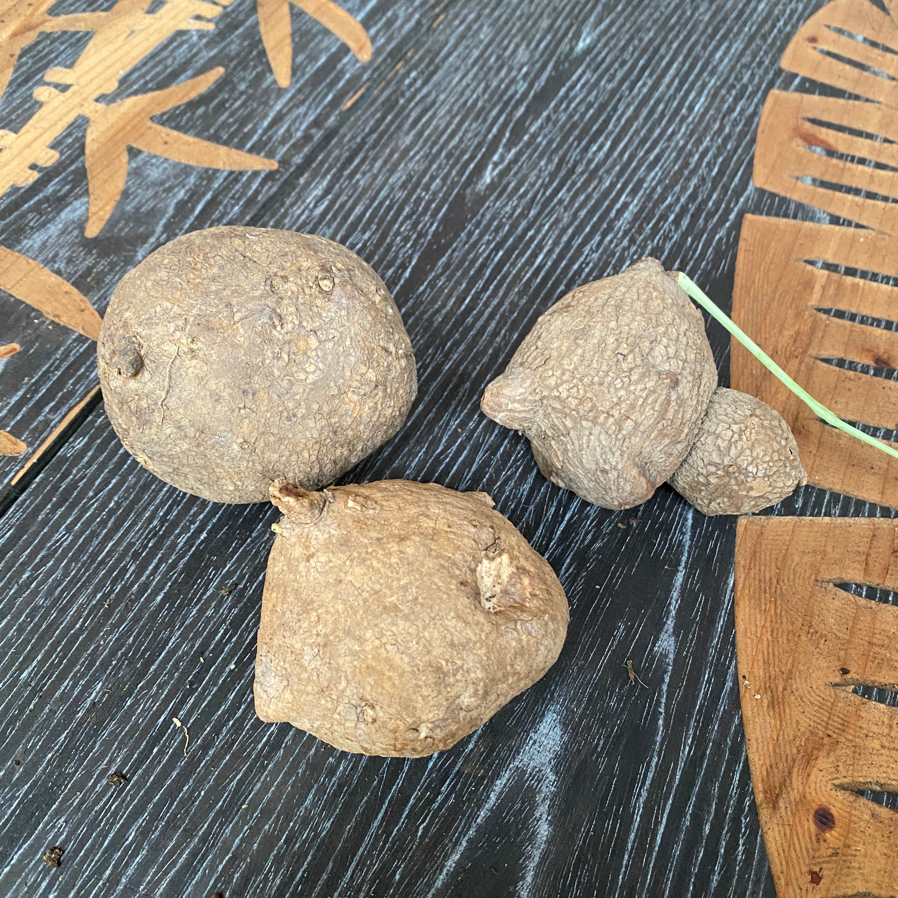 Bulbi Stephania erecta