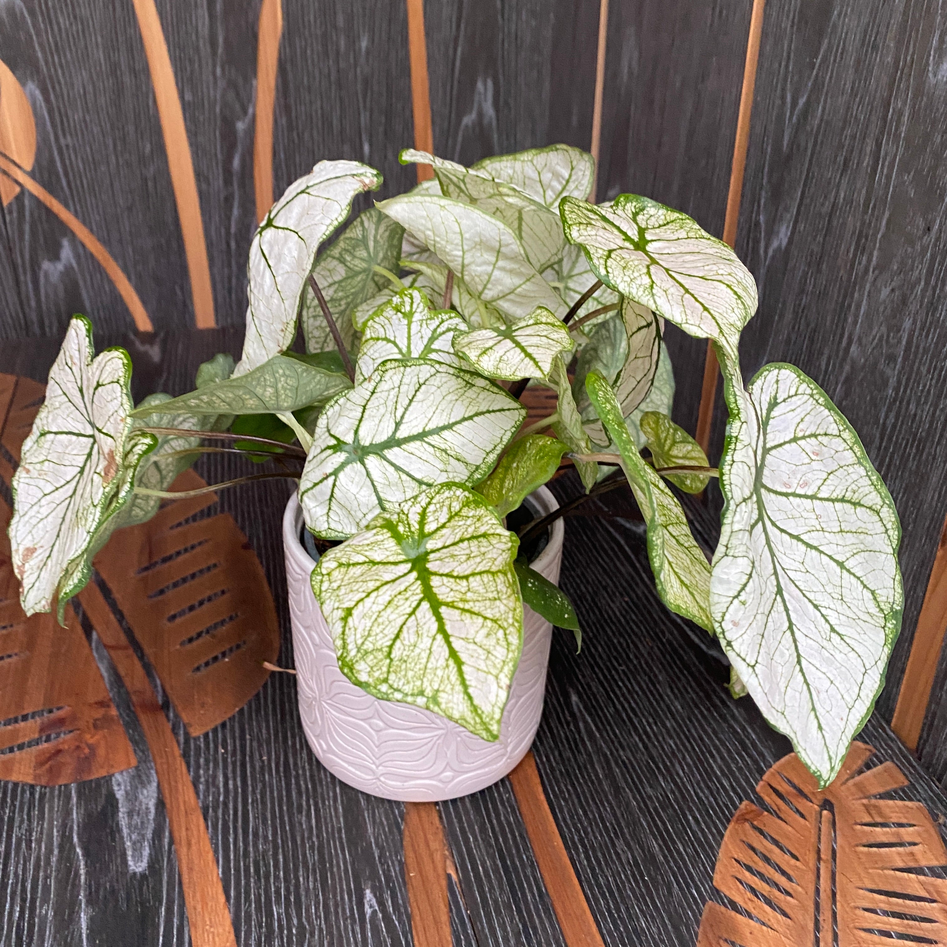 Caladium White Frost