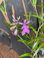 Epidendrum Centropetalum (Panama Orchid)