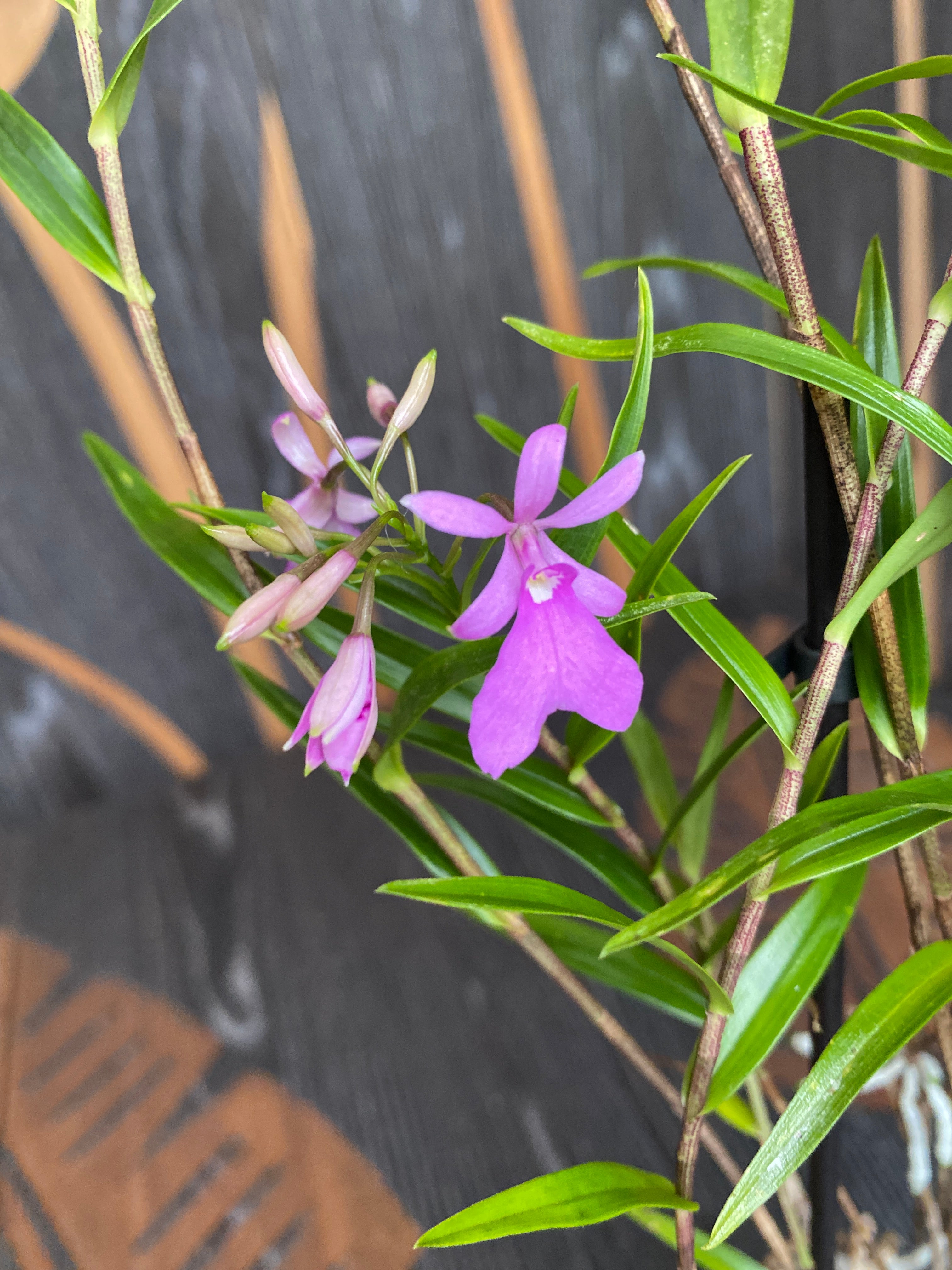 Epidendrum Centropetalum (Panama Orchid)