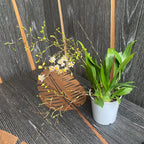 Oncidium Twinkle 'Fragrance Fantasy' - flori albe parfumate