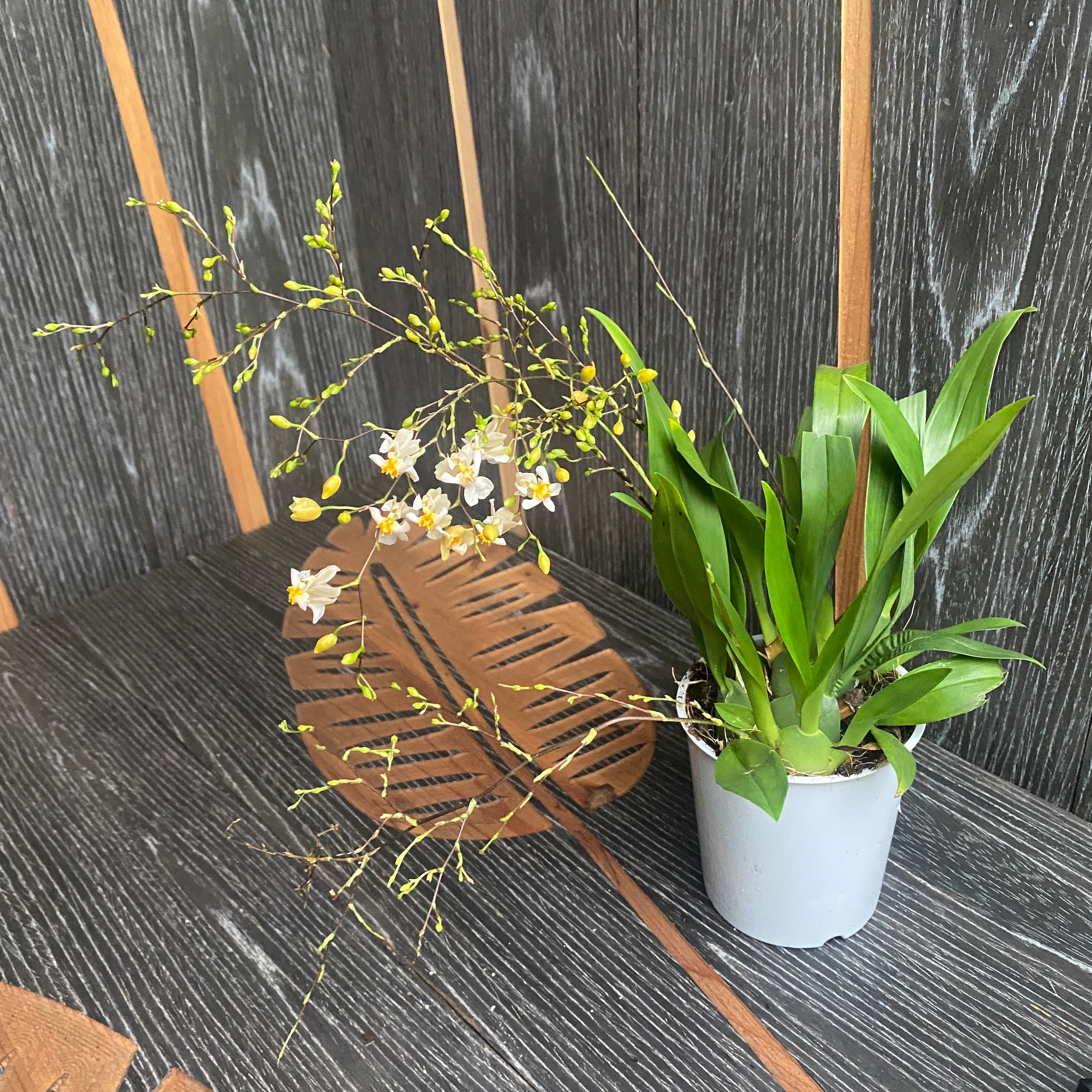 Oncidium Twinkle 'Fragrance Fantasy' - flori albe parfumate