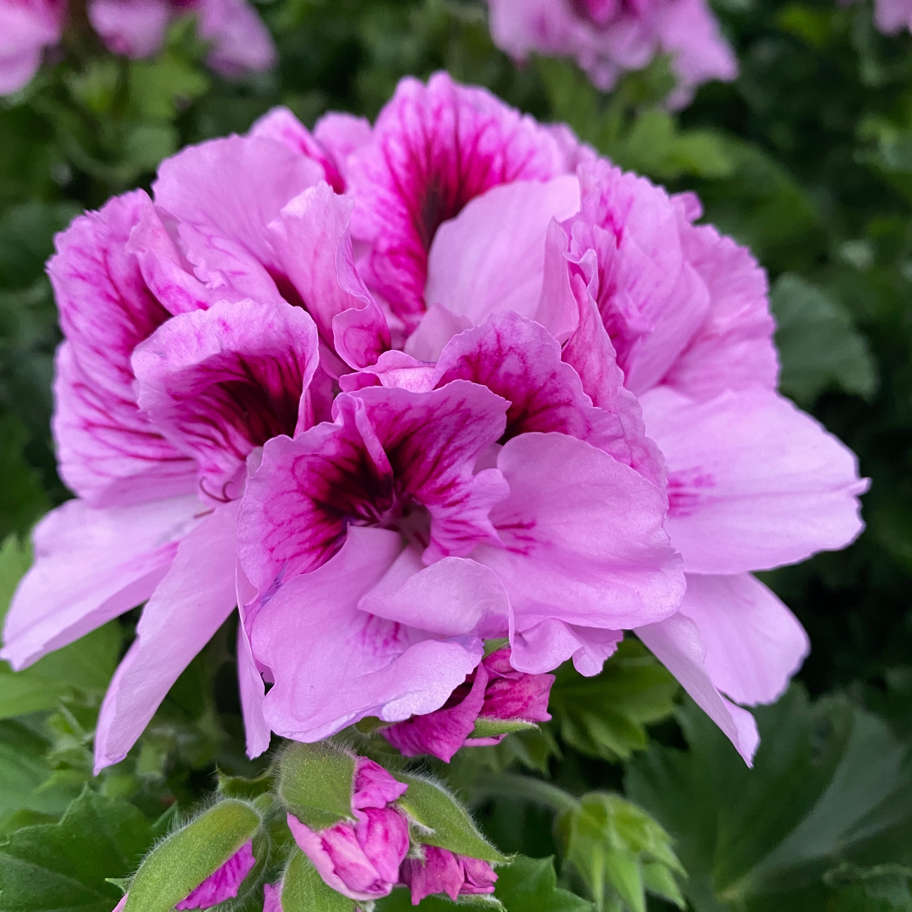 Pelargonium grandiflorum Bella Donna Lavendel - muscate englezesti