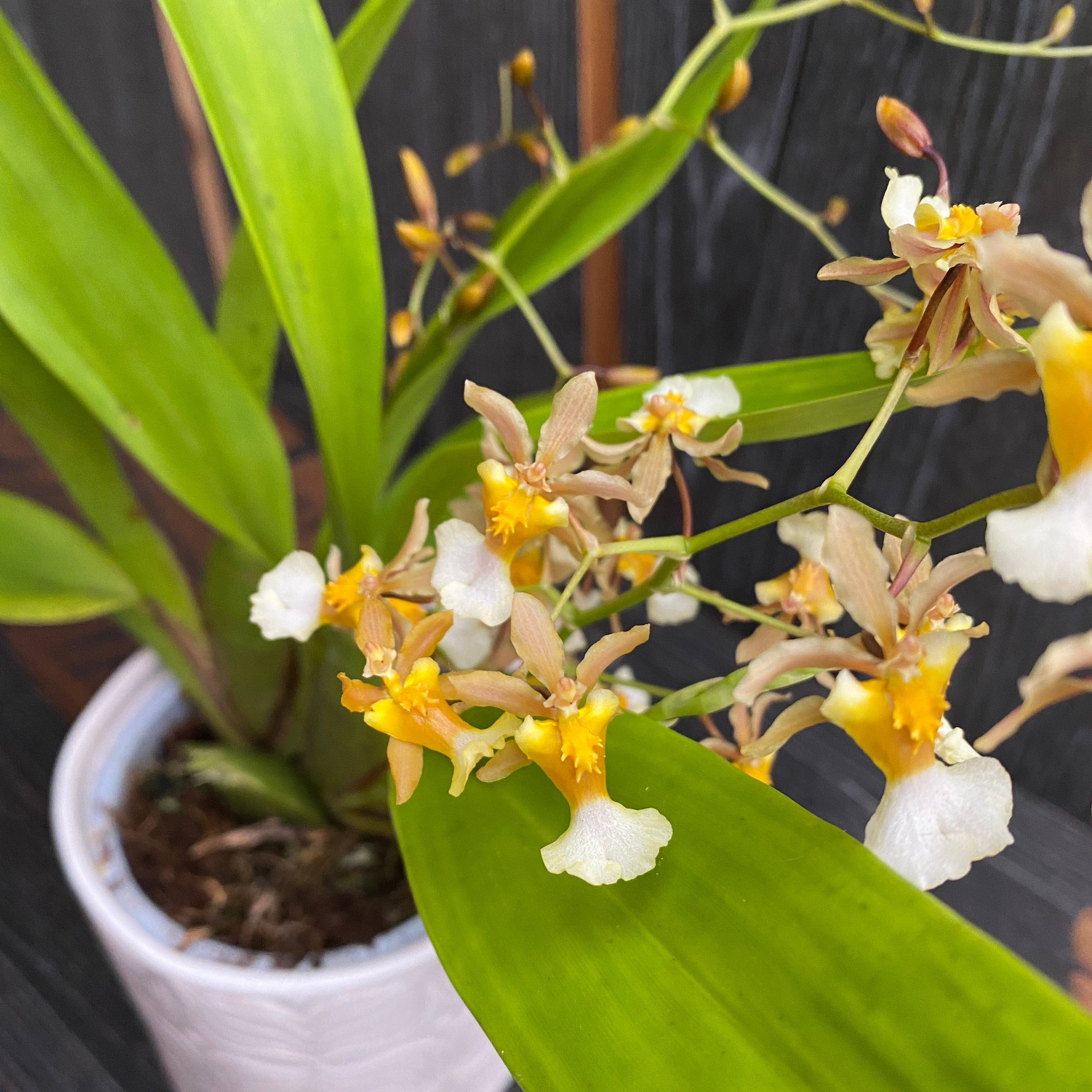 Oncidium Fragrancia x Twinkle *fragrant