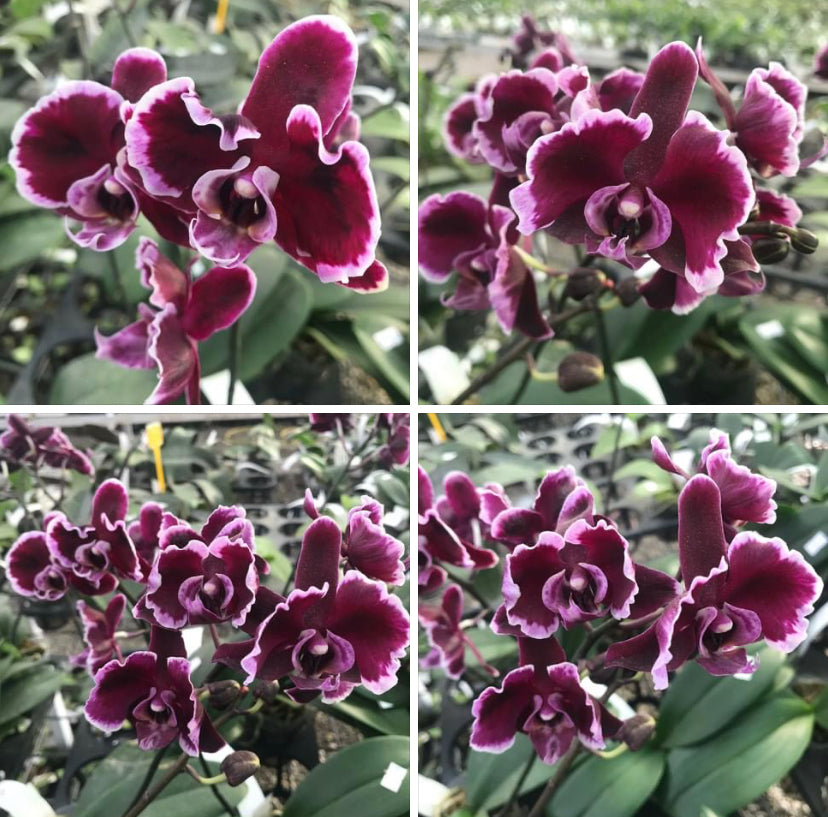 Phalaenopsis Summer Breath