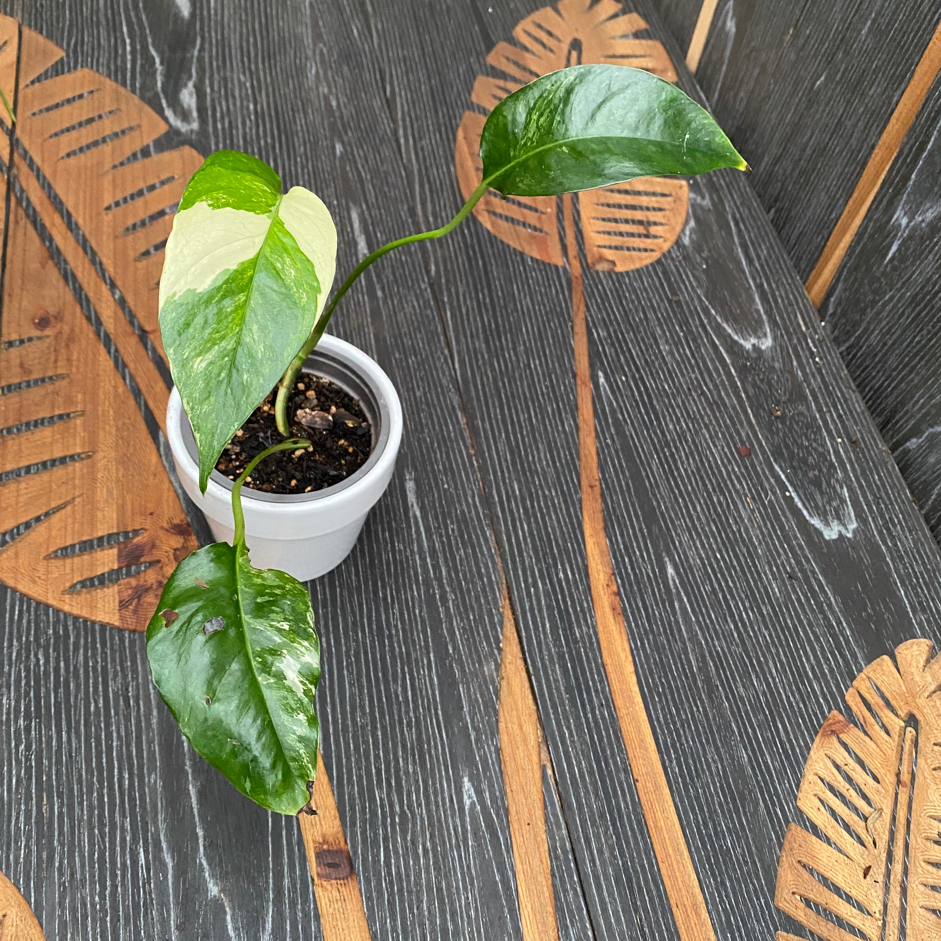 Epipremnum Pinnatum variegated D9