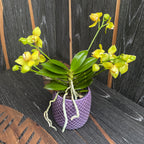 Phalaenopsis Artisto Pop pelórica 3lips (6 tallos)