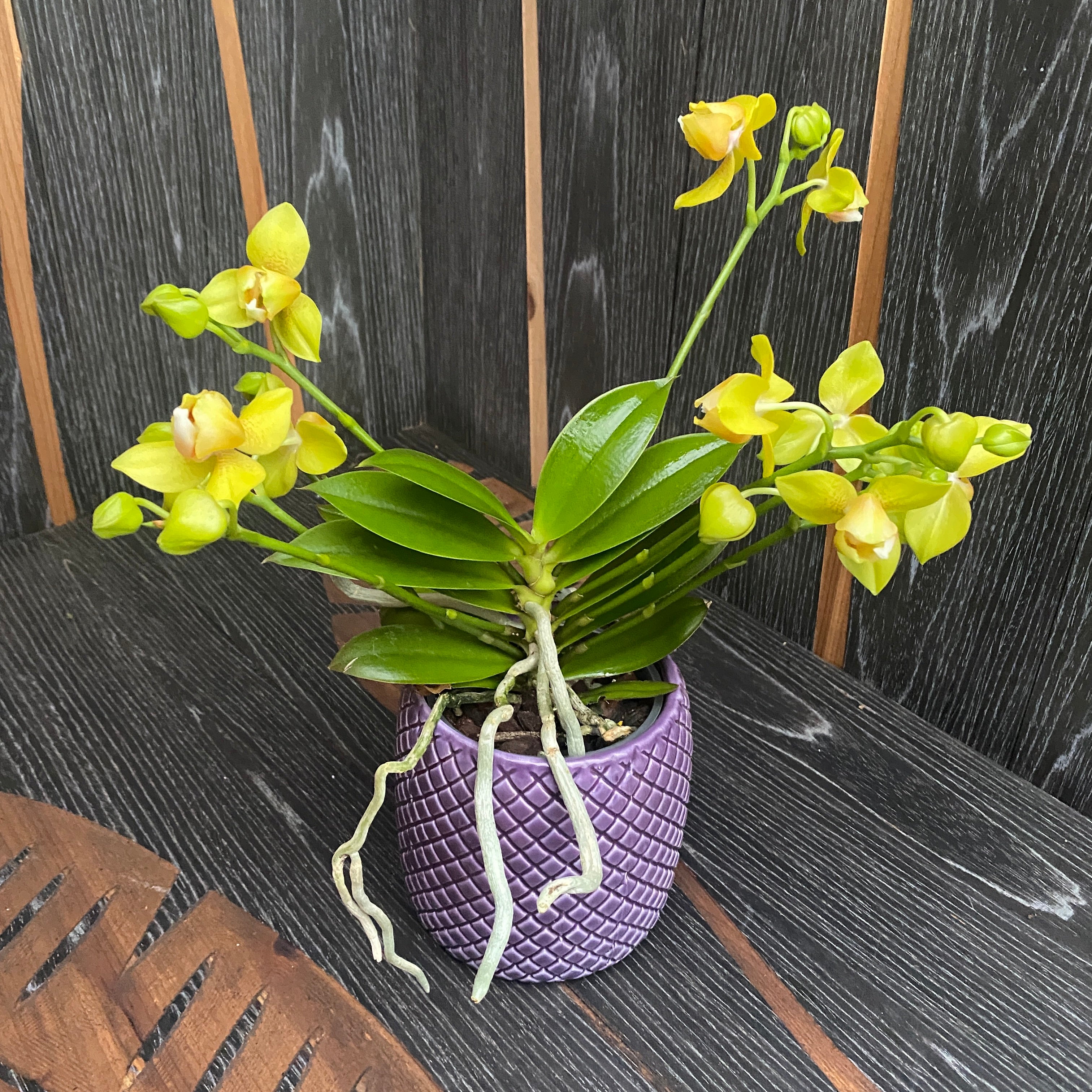 Phalaenopsis Artisto Pop pelorica 3lips (6 steli)