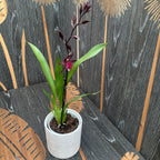 Colmanara Masai Splash