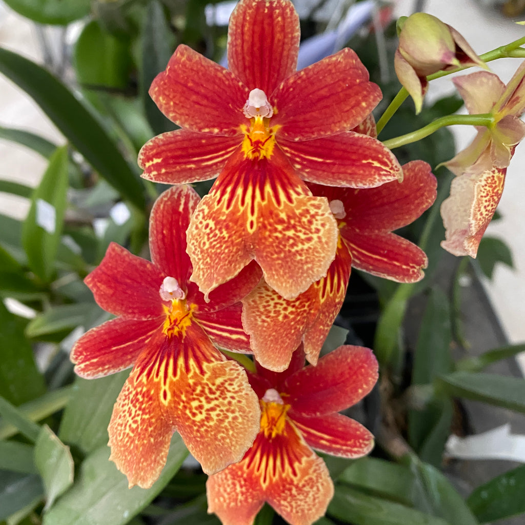 Oranje orchidee - Burrageara Nelly Isler Orange (intens geurende bloemen)
