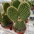 Opuntia microdasys var. pallida - Kaktus „Hasenohren“