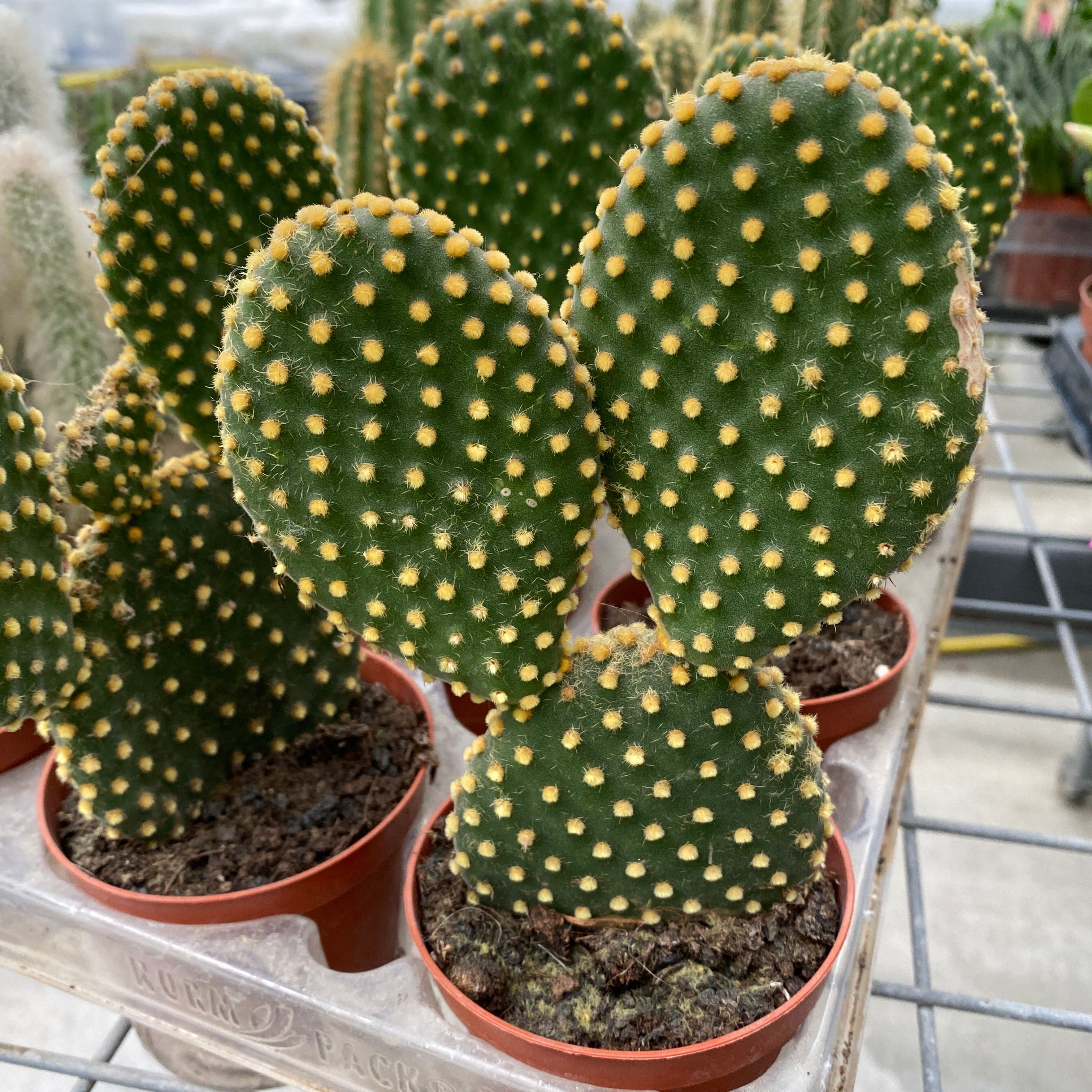 Opuntia microdasys var. pallida -  cactus „urechi de iepure”